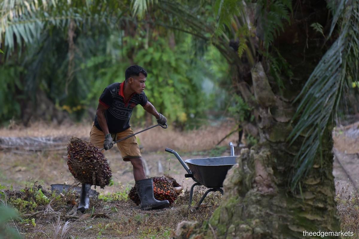 2022 outlook: Maybank IB positive on plantation, stable for banking, construction